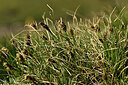 BUITEN BEELD Foto: 447920