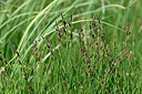 BUITEN BEELD Foto: 447921