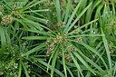 BUITEN BEELD Foto: 447923