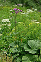 BUITEN BEELD Foto: 447927