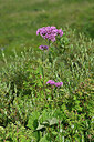BUITEN BEELD Foto: 447930