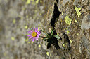 BUITEN BEELD Foto: 447934