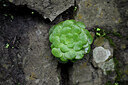 BUITEN BEELD Foto: 447946