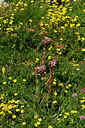 BUITEN BEELD Foto: 447952