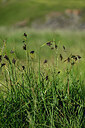 BUITEN BEELD Foto: 447958