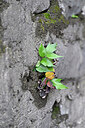 BUITEN BEELD Foto: 447966