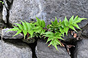 BUITEN BEELD Foto: 448003