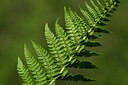 BUITEN BEELD Foto: 448013