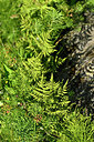 BUITEN BEELD Foto: 448015
