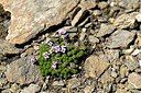 BUITEN BEELD Foto: 448024