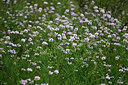 BUITEN BEELD Foto: 448029