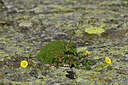 BUITEN BEELD Foto: 448035