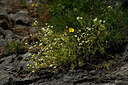 BUITEN BEELD Foto: 448036
