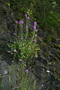 BUITEN BEELD Foto: 448040