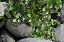 BUITEN BEELD Foto: 448045