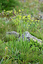 BUITEN BEELD Foto: 448047