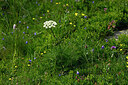 BUITEN BEELD Foto: 448049