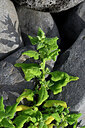 BUITEN BEELD Foto: 448051
