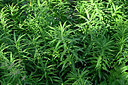 BUITEN BEELD Foto: 448053