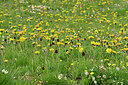 BUITEN BEELD Foto: 448057