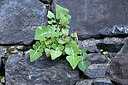 BUITEN BEELD Foto: 448061
