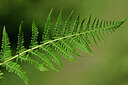 BUITEN BEELD Foto: 448077