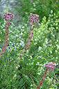 BUITEN BEELD Foto: 448091