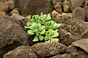 BUITEN BEELD Foto: 448092