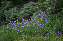 BUITEN BEELD Foto: 448093
