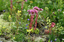 BUITEN BEELD Foto: 448103