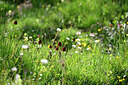 BUITEN BEELD Foto: 448124