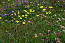 BUITEN BEELD Foto: 448127