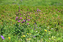 BUITEN BEELD Foto: 448136