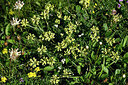 BUITEN BEELD Foto: 448156
