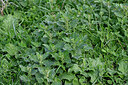 BUITEN BEELD Foto: 448161