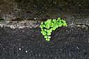 BUITEN BEELD Foto: 448164