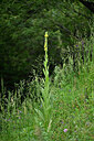 BUITEN BEELD Foto: 448174