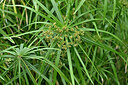 BUITEN BEELD Foto: 448178