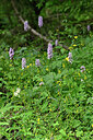 BUITEN BEELD Foto: 448185