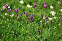 BUITEN BEELD Foto: 448191