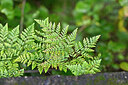 BUITEN BEELD Foto: 448208