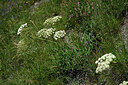 BUITEN BEELD Foto: 448215
