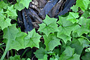 BUITEN BEELD Foto: 448217