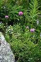 BUITEN BEELD Foto: 448220