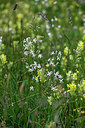 BUITEN BEELD Foto: 448227