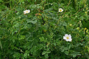 BUITEN BEELD Foto: 448231