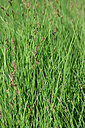 BUITEN BEELD Foto: 448239