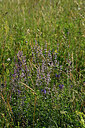 BUITEN BEELD Foto: 448241