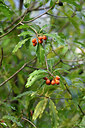 BUITEN BEELD Foto: 448242