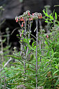 BUITEN BEELD Foto: 448251